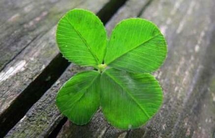 The four-leaf clover is one of the most valuable lucky amulets found by chance