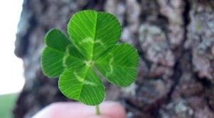 clover as a talisman of happiness and well-being